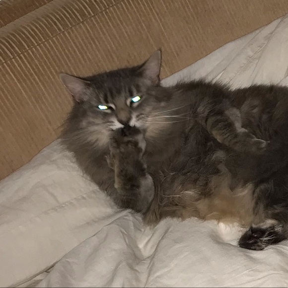 Meet the Posher Other - Meet your Posher, Shirley